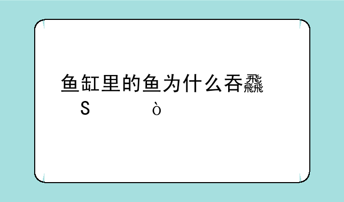 鱼缸里的鱼为什么吞食气泡？